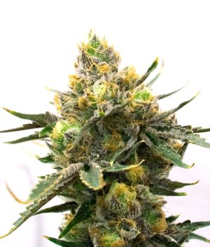 Blueberry Autoflower