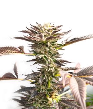 Chocolope x Candy Kush