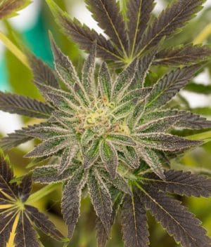 Critical Purple Auto