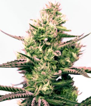 Critical x Gorilla Glue Autoflower