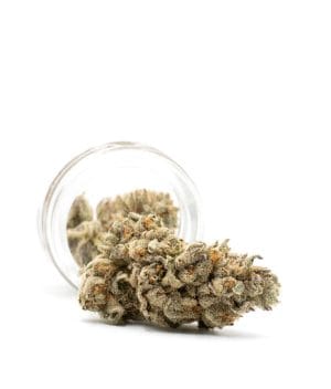 Girl Scout Cookies x Cheese