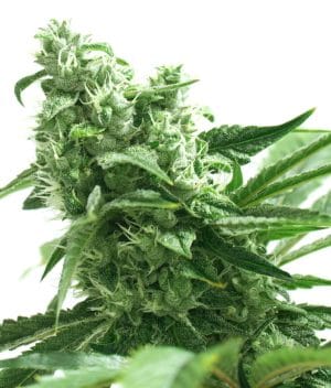 Gorilla Glue #4 x Zkittlez