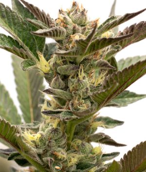 Grapefruit Autoflower