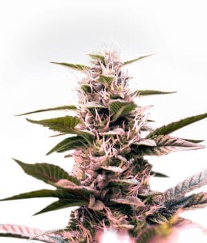 Green Crack x Amnesia Haze