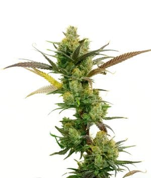 Maxi Gom Autoflower