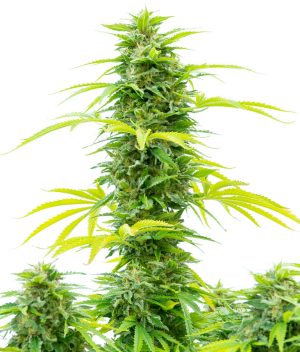 Indica – Indoor – Berry – Skywalker strain – image 1 – from Dutch Passion Seeds via Seed City