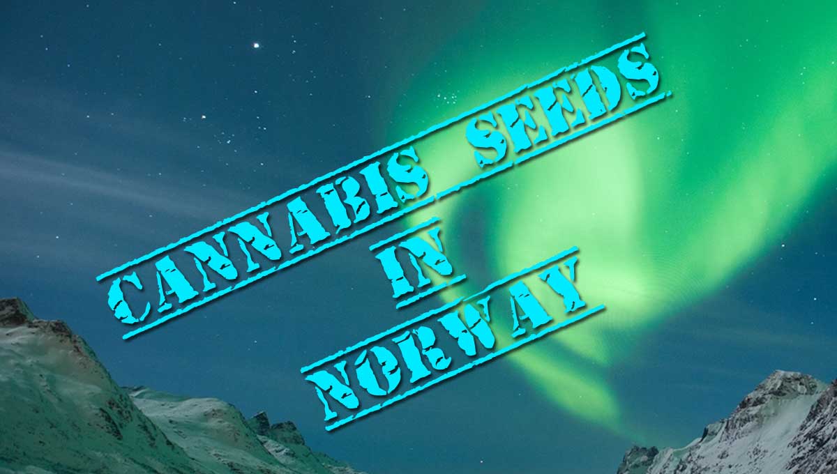 Cannabis Seeds in Norway