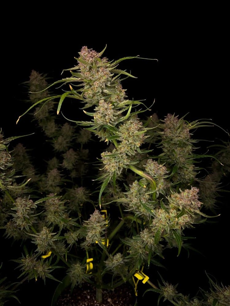 Auto-Flowering – Sweet – Resistant to Pests – Guava Auto strain – image 2 – from FastBuds via Seed City