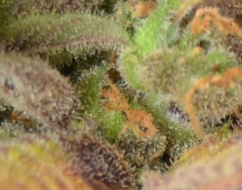 Image 2 of Auto Critical cannabis by CBD Seeds – Indoor-friendly – Fruity – Guaranteed female plants – Seed City