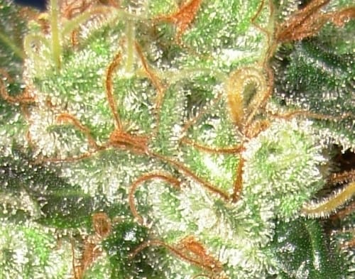 Auto Diesel cannabis seeds – Mostly Sativa – Cerebral – Sweet – image 2 from Seed City
