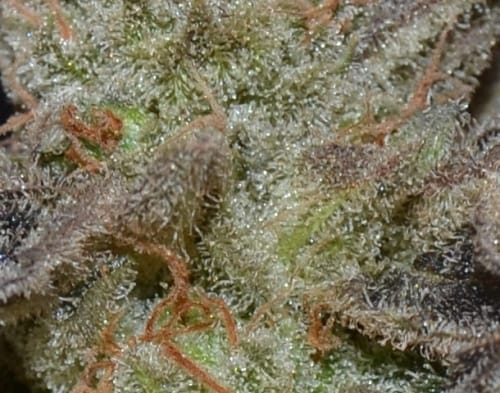 Auto Lavender by CBD Seeds – Auto-Flowering – Indica Dominant – Female seeds – image 3 – Seed City