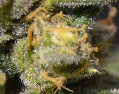 Auto Northern cannabis seeds – Spicy – Mostly Indica – Good for outdoor grow – image 2 from Seed City