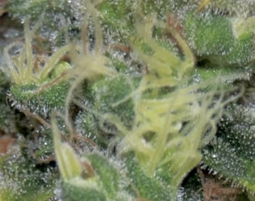 Female seeds – Auto-Flowering – Suited for indoor growing – Auto Yumbolt strain – image 4 – from CBD Seeds via Seed City