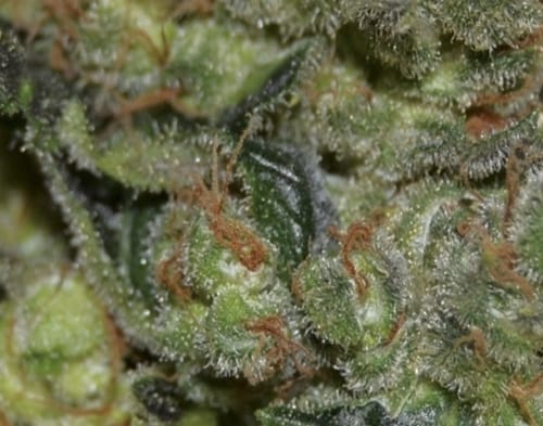 Diesel cannabis seeds – Sweet – Feminized – 12/12 Photoperiod – image 3 from Seed City
