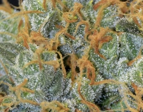 Lavender by CBD Seeds - Female seeds – 12/12 Photoperiode – Anfang Oktober – Bild 3 – Seed City