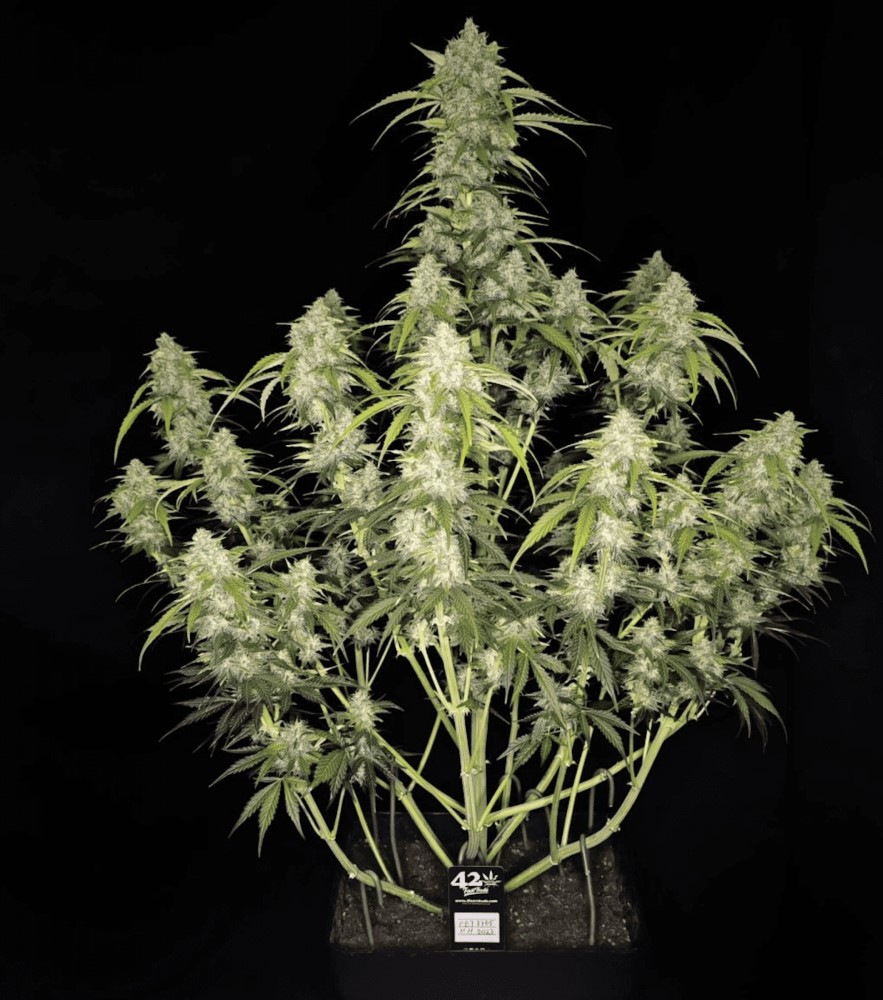 Auto-Flowering – Feminized – Focused – Papaya Cookies Auto strain – image 4 – from FastBuds via Seed City