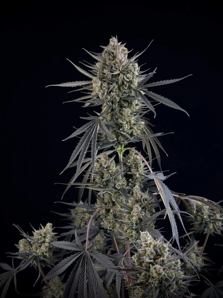 Pound Cake Auto by FastBuds – Auto-Flowering – Excellent harvest potential – Indoor-friendly – image 7 – Seed City