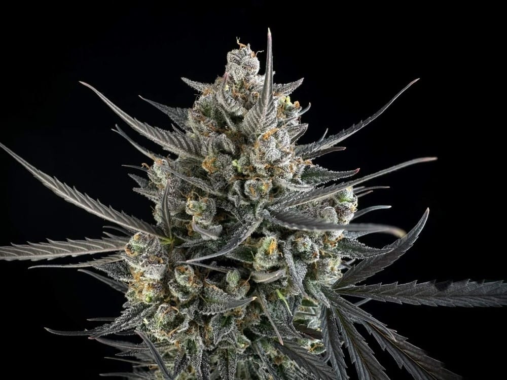 Super Strength – Feminized – Sweet – Pound Cake Auto strain – image 4 – from FastBuds via Seed City