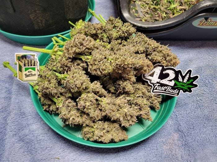 showing 50% Indica/50% Sativa – Sweet – Auto-Flowering – image 7 – Seed City