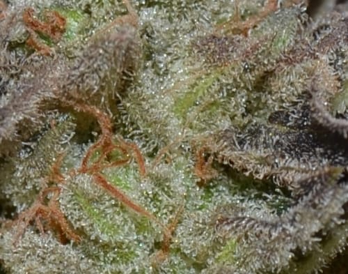 Minty – Female seeds – Indica Dominant – Auto Lavender strain – image 2 – from CBD Seeds via Seed City