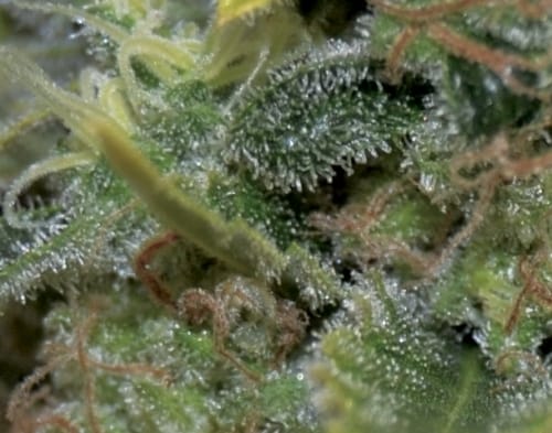 Auto Yumbolt cannabis seeds – Mostly Indica – Auto-Flowering – Female seeds – image 3 from Seed City
