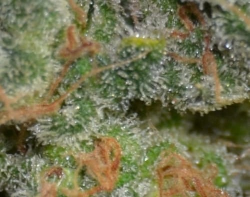 Cheese – Insomnia – Outdoor – Cheese strain – image 3 – from CBD Seeds via Seed City