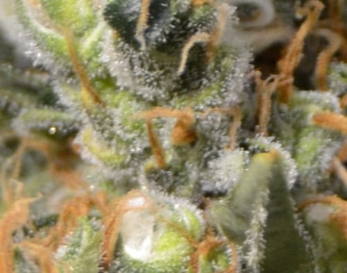 Resistant to Mould – 12/12 Photoperiod – Outdoor – Kali strain – image 2 – from CBD Seeds via Seed City