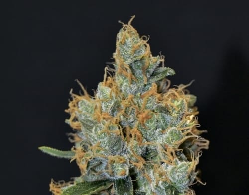 12/12-Photoperiode – Indica-dominant – Schimmelresistent – Lavender Stamm – Bild 2 – von CBD Seeds   Seed City