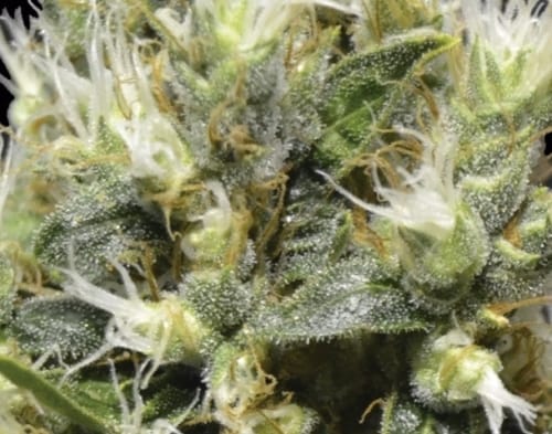 Northern cannabis seeds – Female seeds – Middle of September – 12/12 Photoperiod – image 2 from Seed City