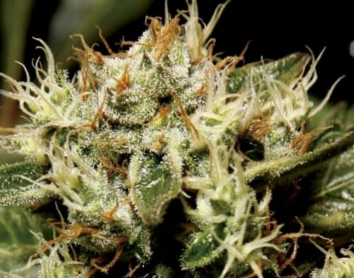 Yumbolt from CBD Seeds