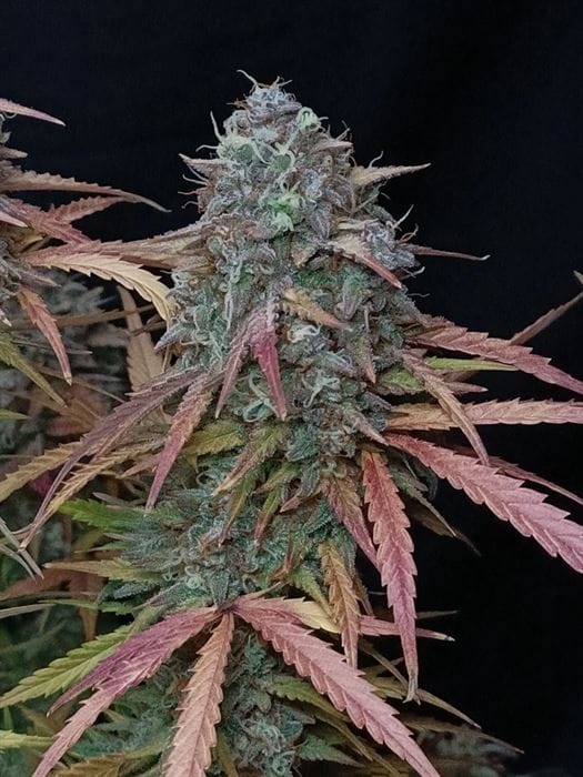 Image 9 of Pound Cake Auto cannabis by FastBuds – Tall (140cm plus) – Auto-Flowering – Uplifting – Seed City