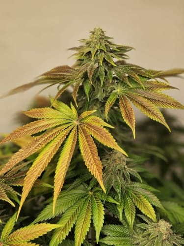 Highlighterz by ElevenThirty Genetics – Sweet – Outdoor cultivation – Guaranteed female plants – image 3 – Seed City