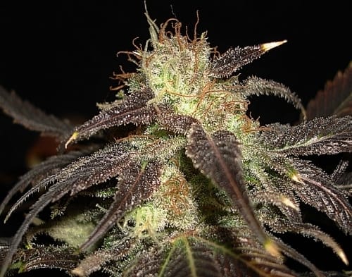 Auto Diesel by CBD Seeds – Auto-Flowering – Indoor – Feminized – image 3 – Seed City