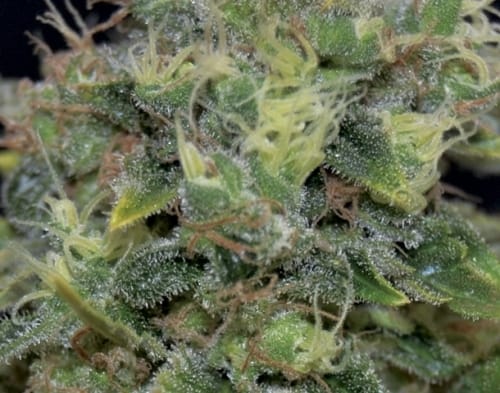 Female seeds – Auto-Flowering – Mostly Indica – Auto Yumbolt strain – image 2 – from CBD Seeds via Seed City