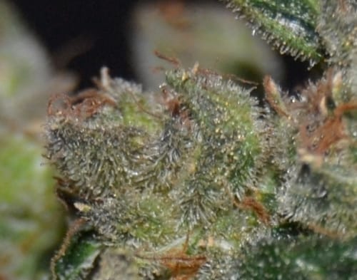 Outdoor cultivation – Feminized – Excellent harvest potential – Diesel strain – image 2 – from CBD Seeds via Seed City