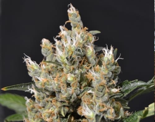Kali from CBD Seeds