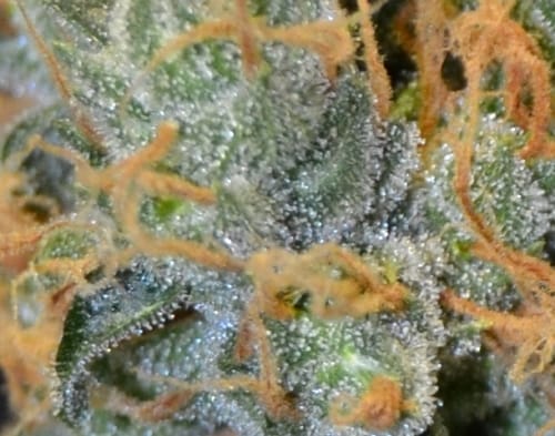 Lavender von CBD Seeds