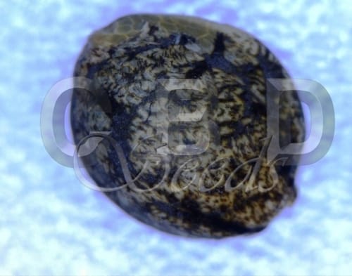 showing Female seeds – Indica-heavy – Middle of September – image 1 – Seed City