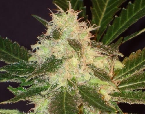 Widow cannabis seeds – Middle of September – Female seeds – Woodsy – image 2 from Seed City