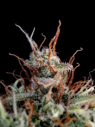 Super Strength – 50% Indica/50% Sativa – Sweet – Guava Auto strain – image 4 – from FastBuds via Seed City