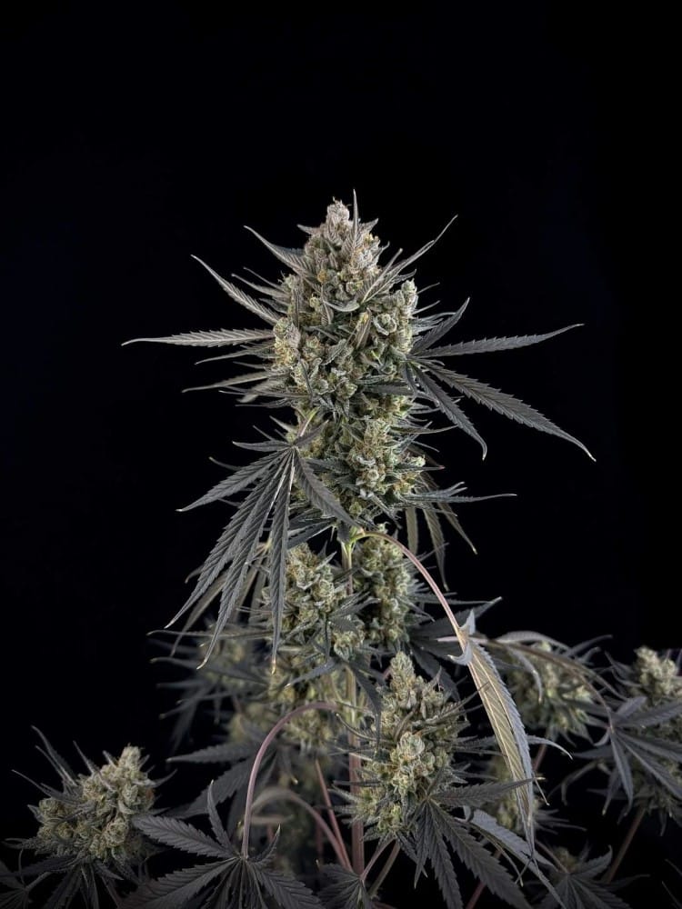 showing Sweet – Auto-Flowering – Mostly Sativa – image 8 – Seed City