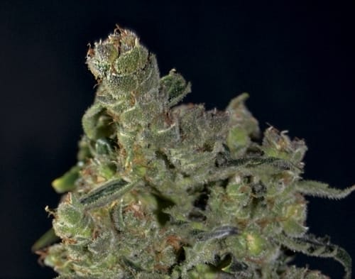 Feminized – Mostly Sativa – Auto-Flowering – Auto Diesel strain – image 4 – from CBD Seeds via Seed City