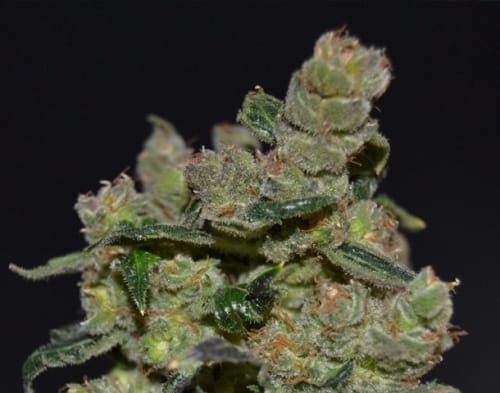Diesel from CBD Seeds
