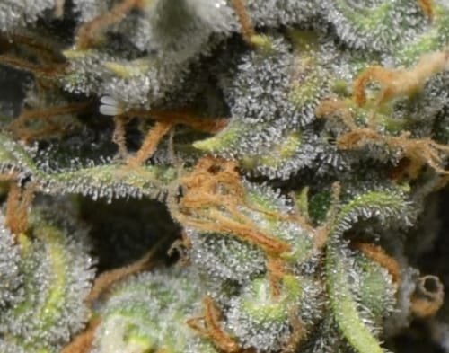 showing Sativa-leaning – Outdoor – Resistant to Mould – image 3 – Seed City