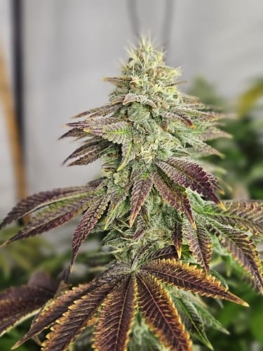 Highlighterz by ElevenThirty Genetics – Indica-heavy – Outdoor cultivation – Sweet – image 2 – Seed City