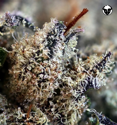 Indoor-friendly – Sweet – Indica-heavy – 501st OG strain – image 2 – from Rare Dankness Seeds via Seed City