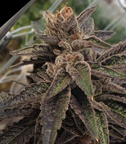 501st OG from Rare Dankness Seeds