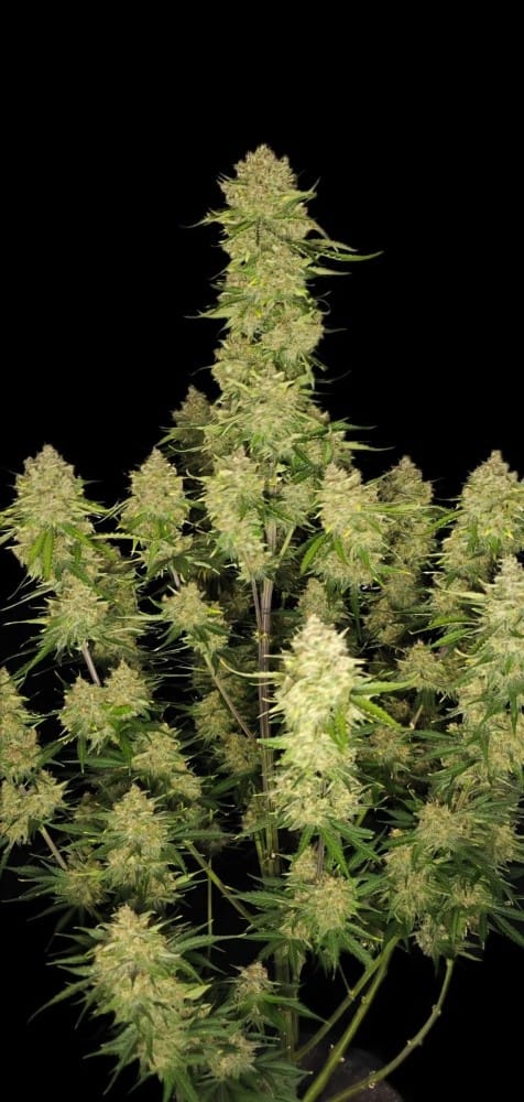 Guava Auto by FastBuds – Auto-Flowering – Super Strength – Resistant to Pests – image 5 – Seed City