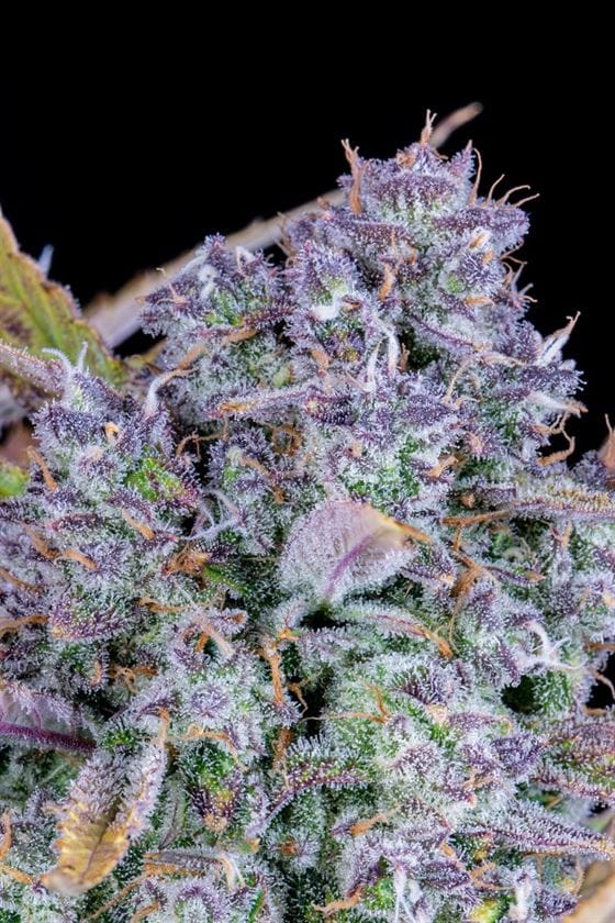 Image 6 of Tropicana Cookies Auto cannabis by FastBuds – Mostly Indica – Lemon – Relaxing – Seed City