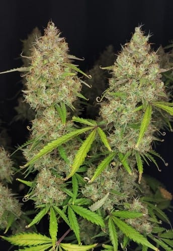 Pound Cake Auto cannabis seeds – Indoor-friendly – Uplifting – Feminized – image 10 from Seed City